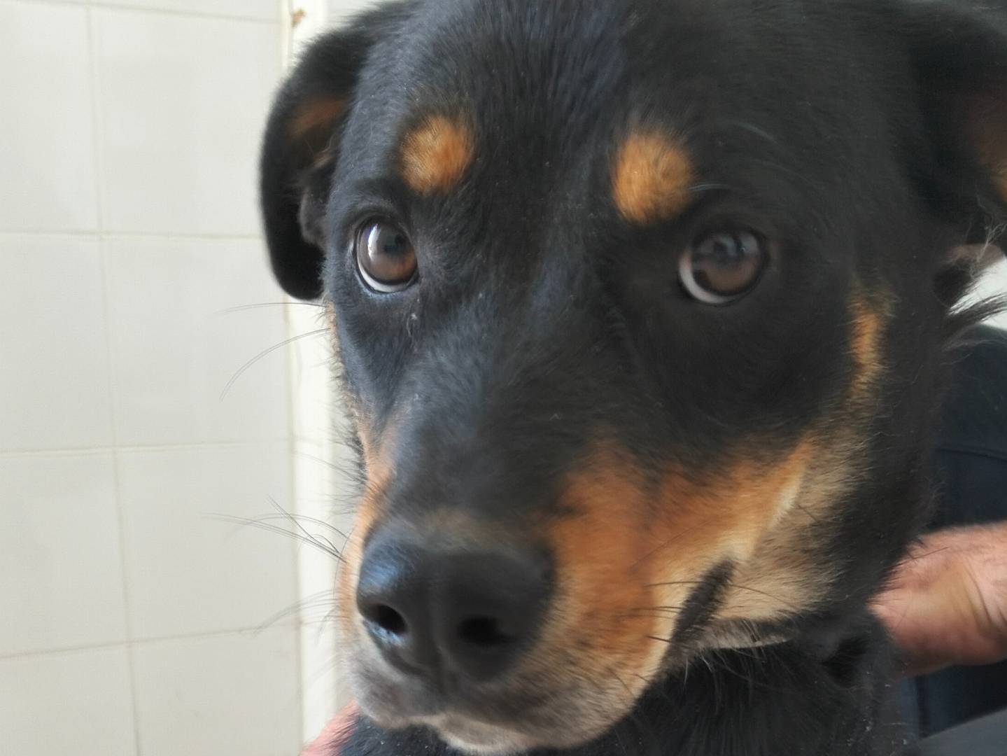 Adotta il cane Sophie a Catania