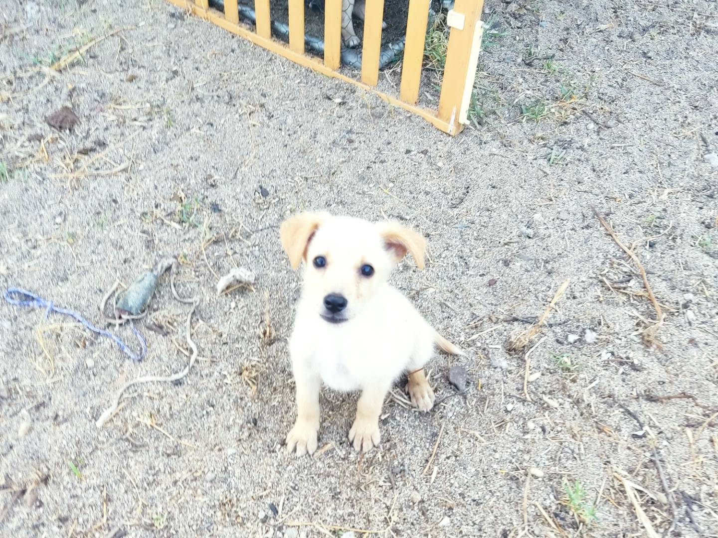 Adozione cane, maschio, Razza sconosciuta Razza sconosciuta, 4 mesi, taglia media, Rovigo