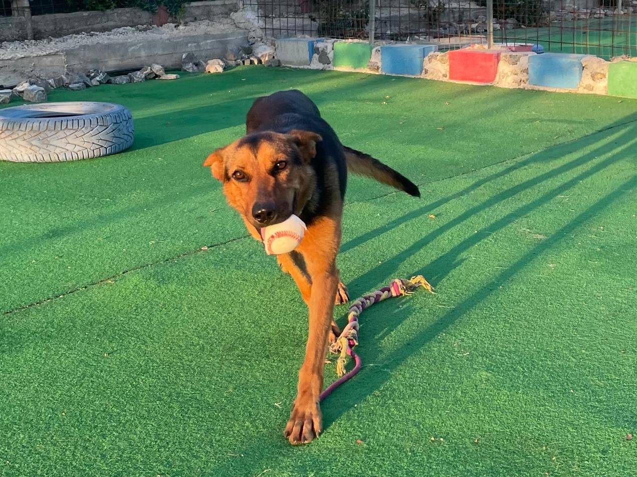 Vuoi adottare un cane a Cosenza?