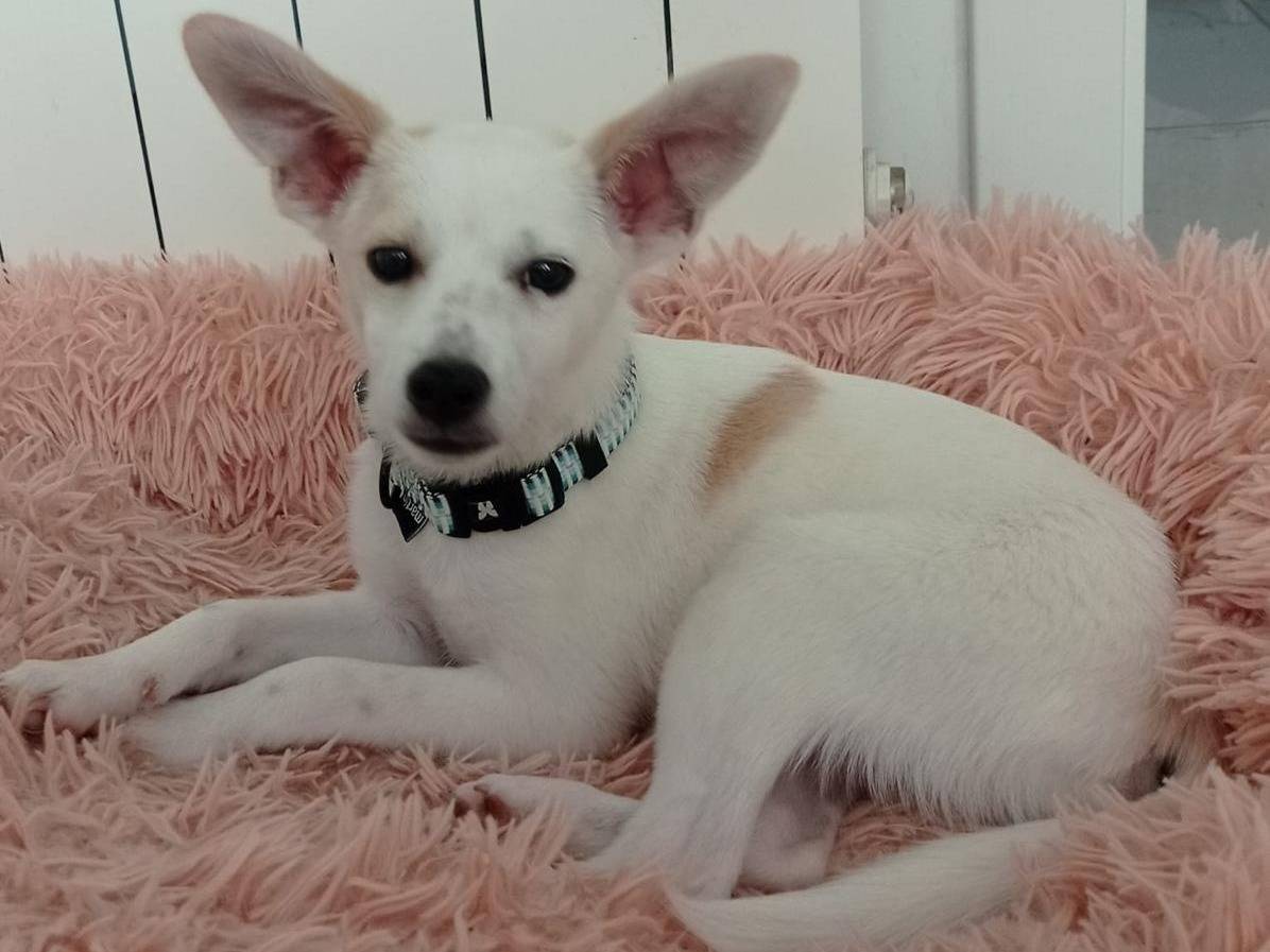 Adozione cane, maschio, Razza sconosciuta Razza sconosciuta, 1 mese, taglia media contenuta, Cosenza