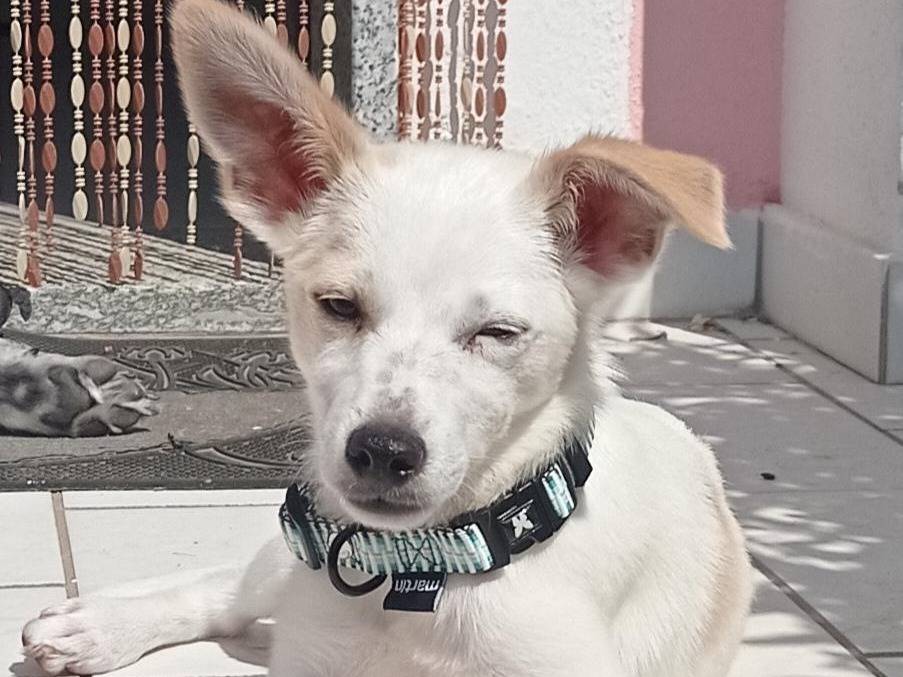 Adotta un cane, maschio, 1 mese, Cosenza