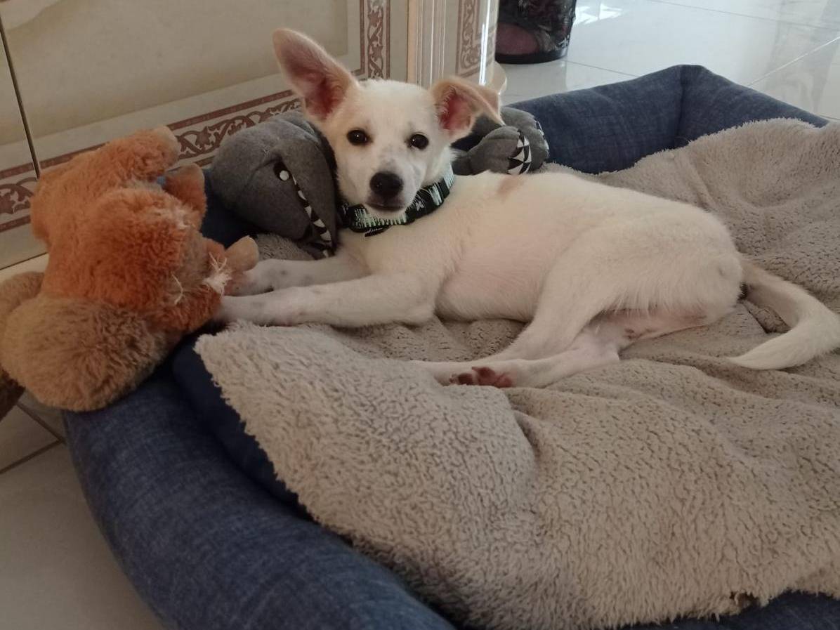 Adotta un cane, taglia media contenuta, maschio, Cosenza