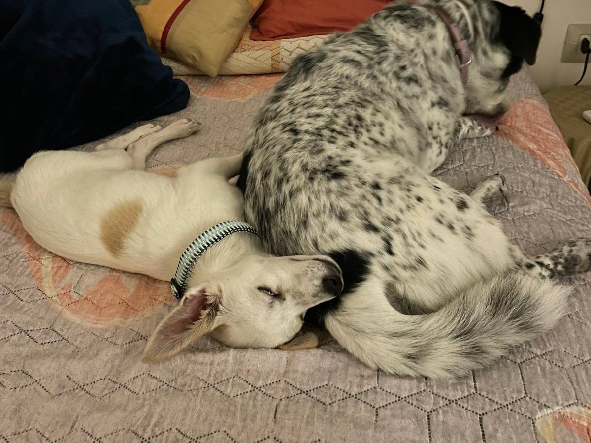 Vuoi adottare un cane a Cosenza?