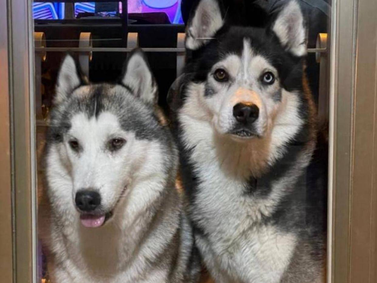 Adozione cane, femmina, Siberian Husky Razza sconosciuta, 9 anni e 9 mesi, taglia media, Catanzaro
