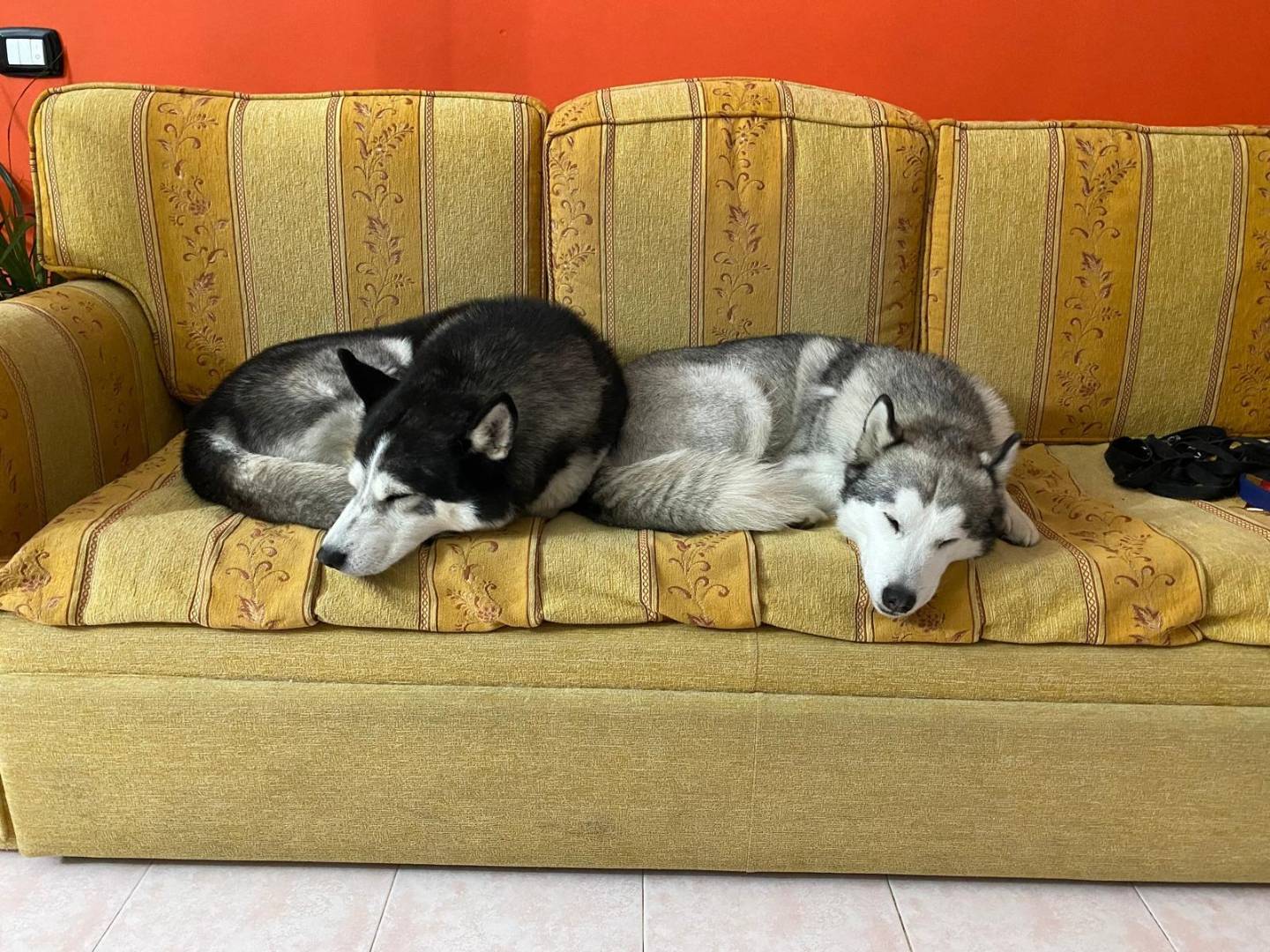 Adotta un cane, femmina, 9 anni e 9 mesi, Catanzaro