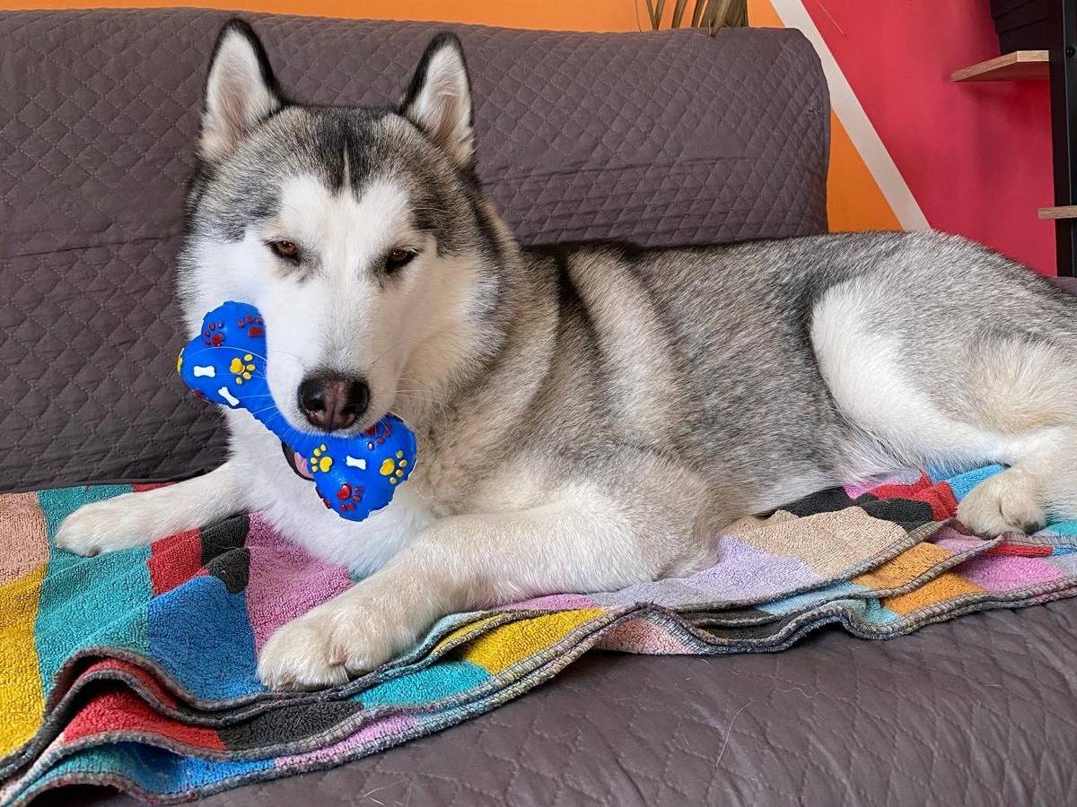 Adotta un cane, taglia media, femmina, Catanzaro