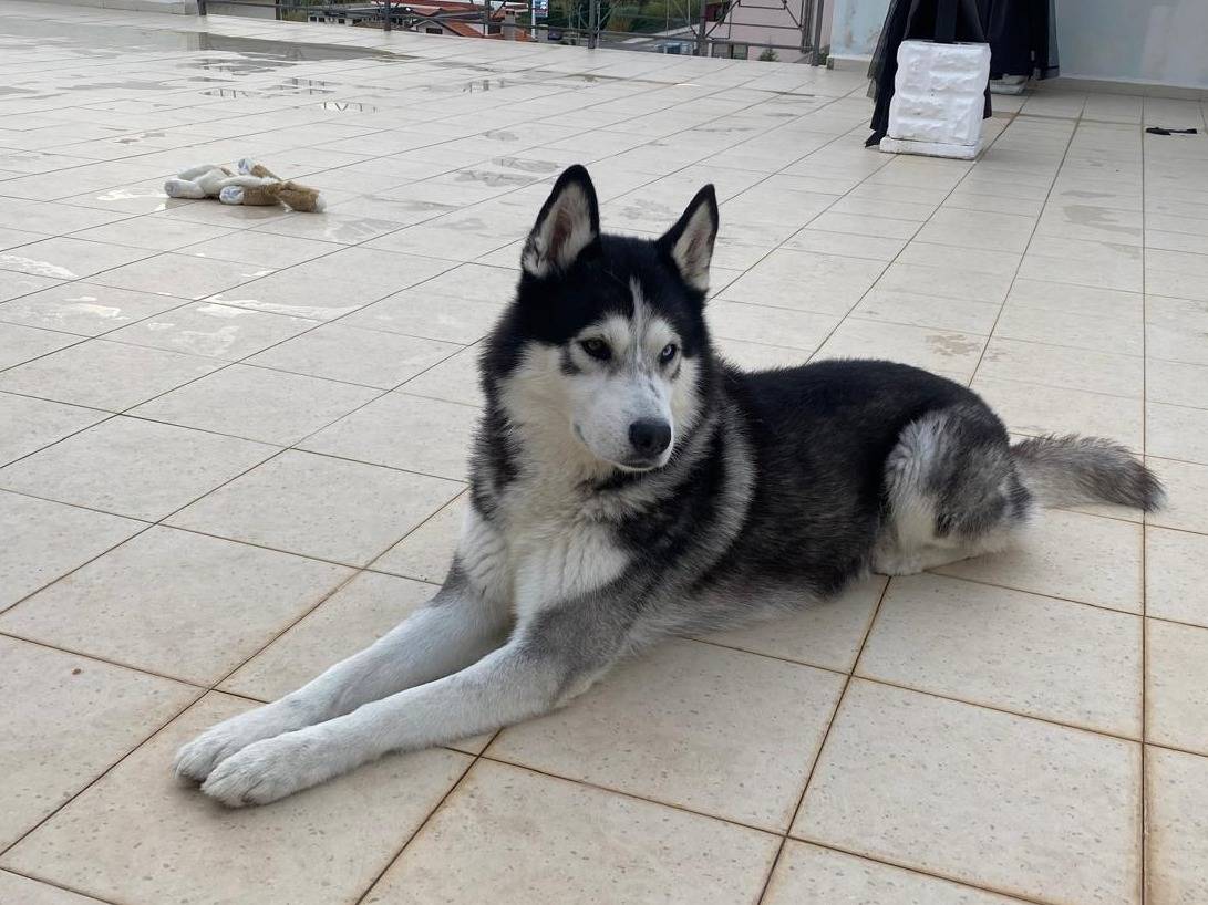 Vuoi adottare un cane a Catanzaro?