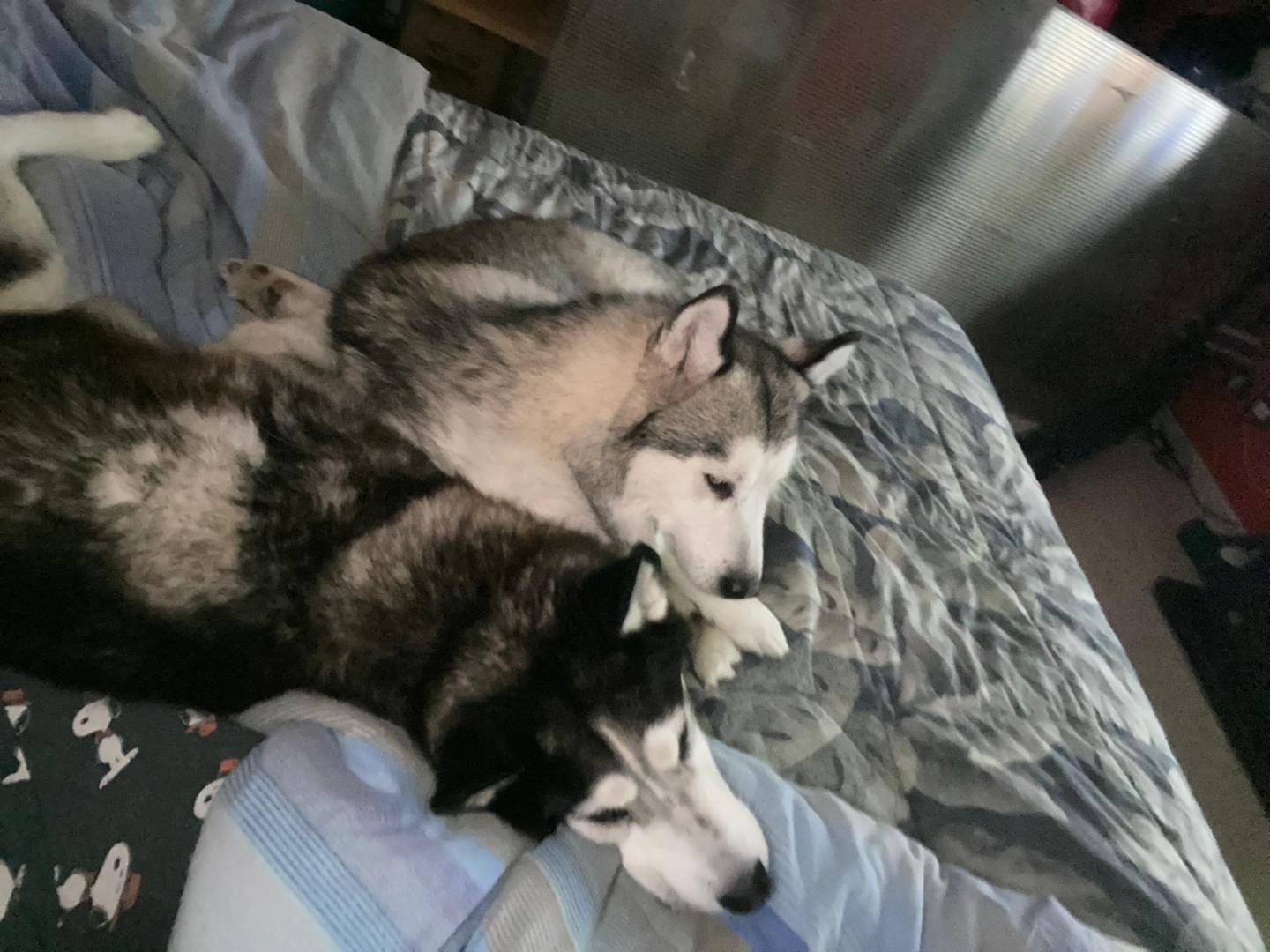 Adotta il cane Eric e Maya a Catanzaro