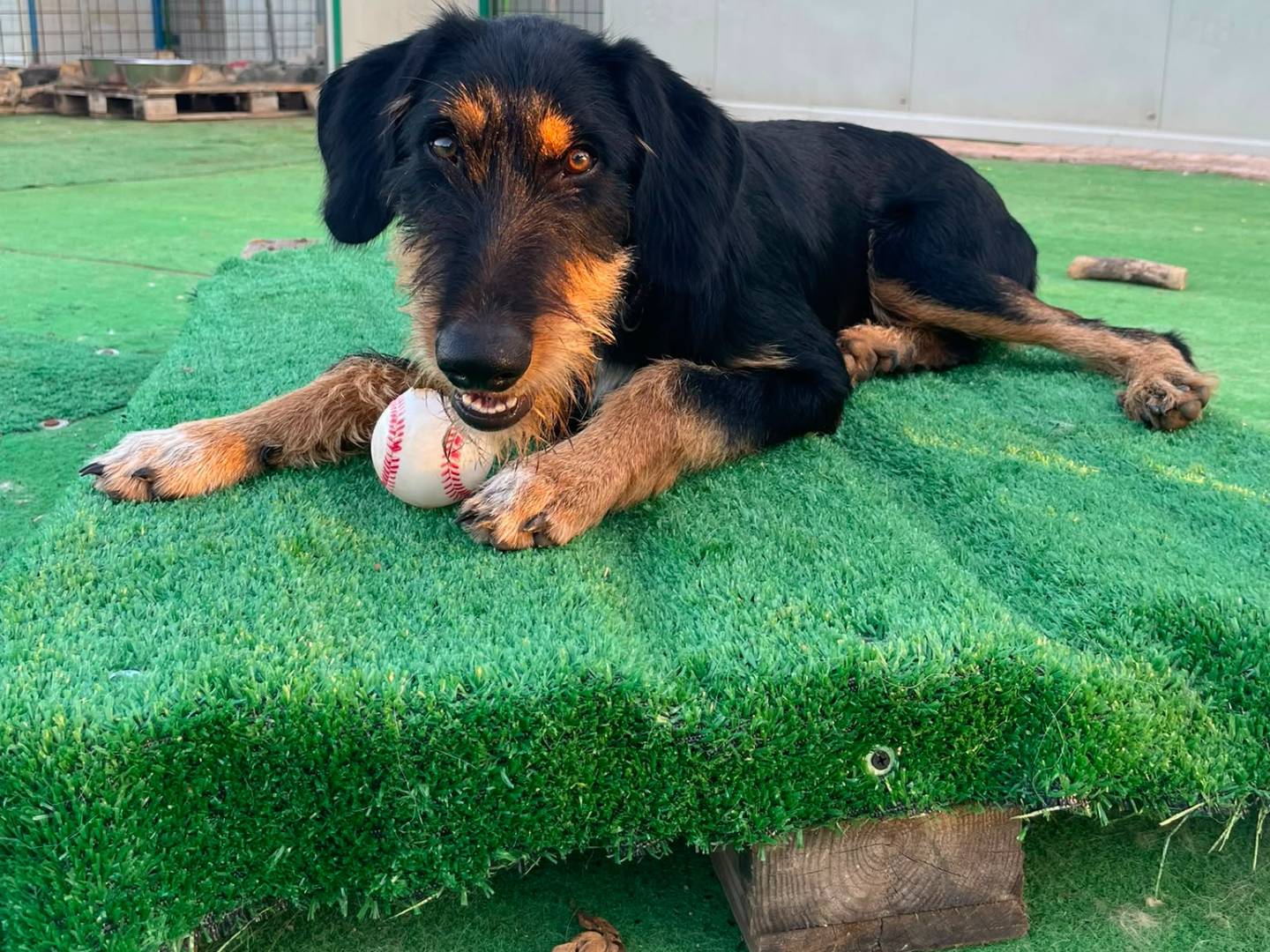 Adozione cane, maschio, Razza sconosciuta Razza sconosciuta, 5 mesi, taglia media, Cosenza