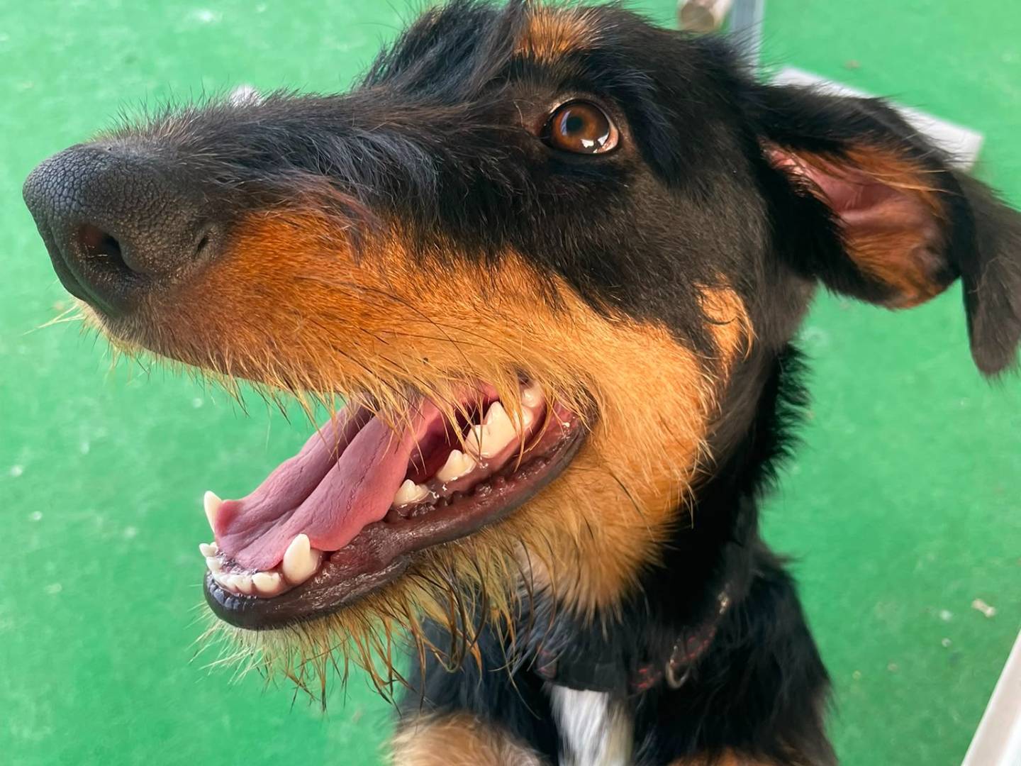 Adotta un cane, maschio, 5 mesi, Cosenza