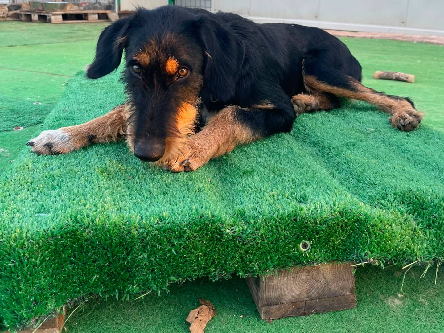 Adotta un cane, taglia media, maschio, Cosenza
