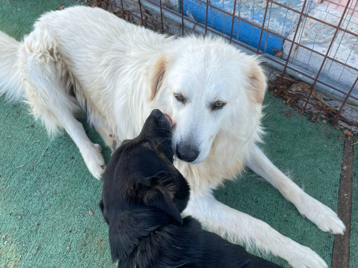 Adotta il cane Fiocco a Cosenza