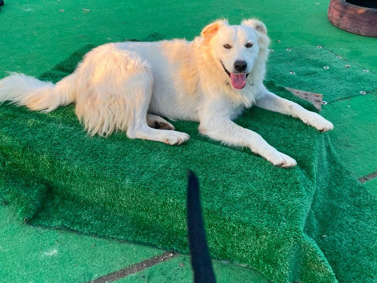 Adotta un cane, taglia grande, femmina, Cosenza
