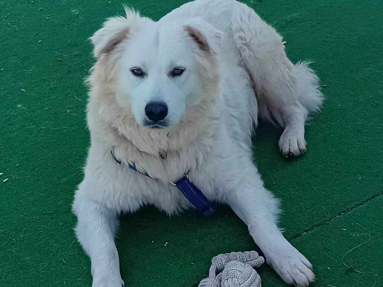 Adotta il cane Bianca a Cosenza