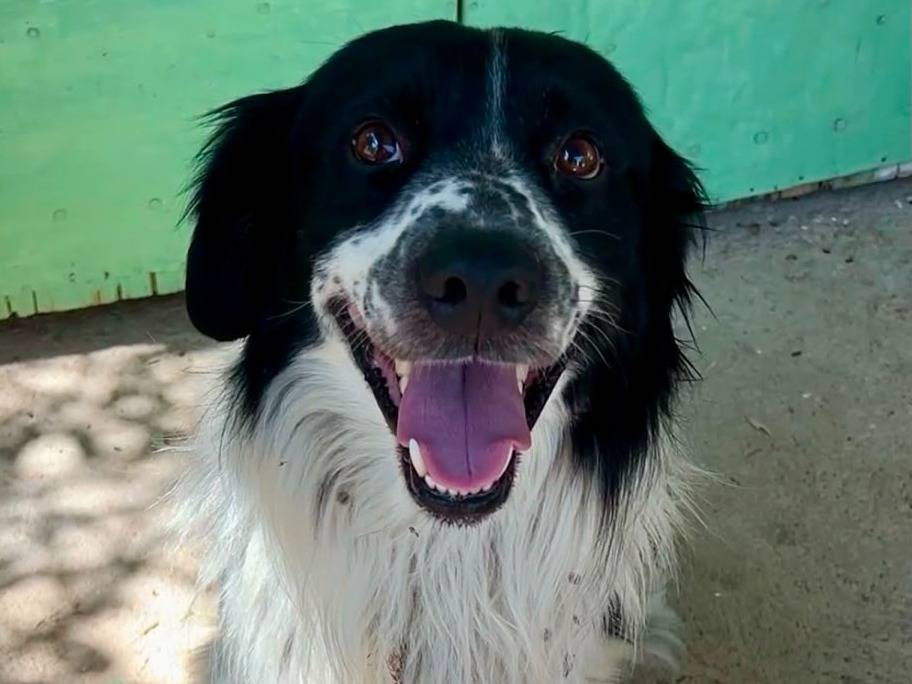 Adotta un cane, maschio, 1 anno, Chieti