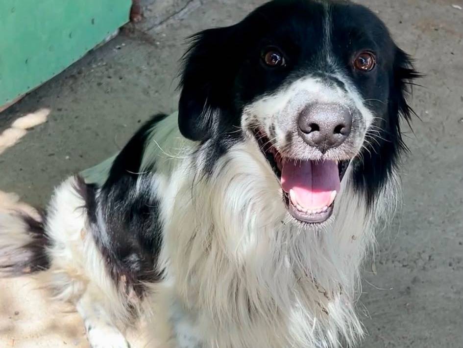 Adotta un cane, taglia media, maschio, Chieti