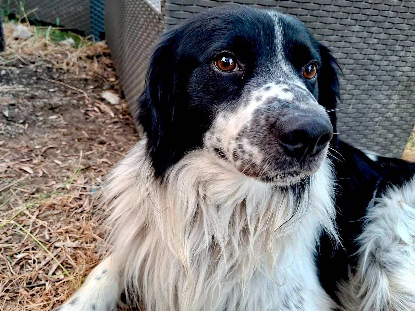 Vuoi adottare un cane a Chieti?