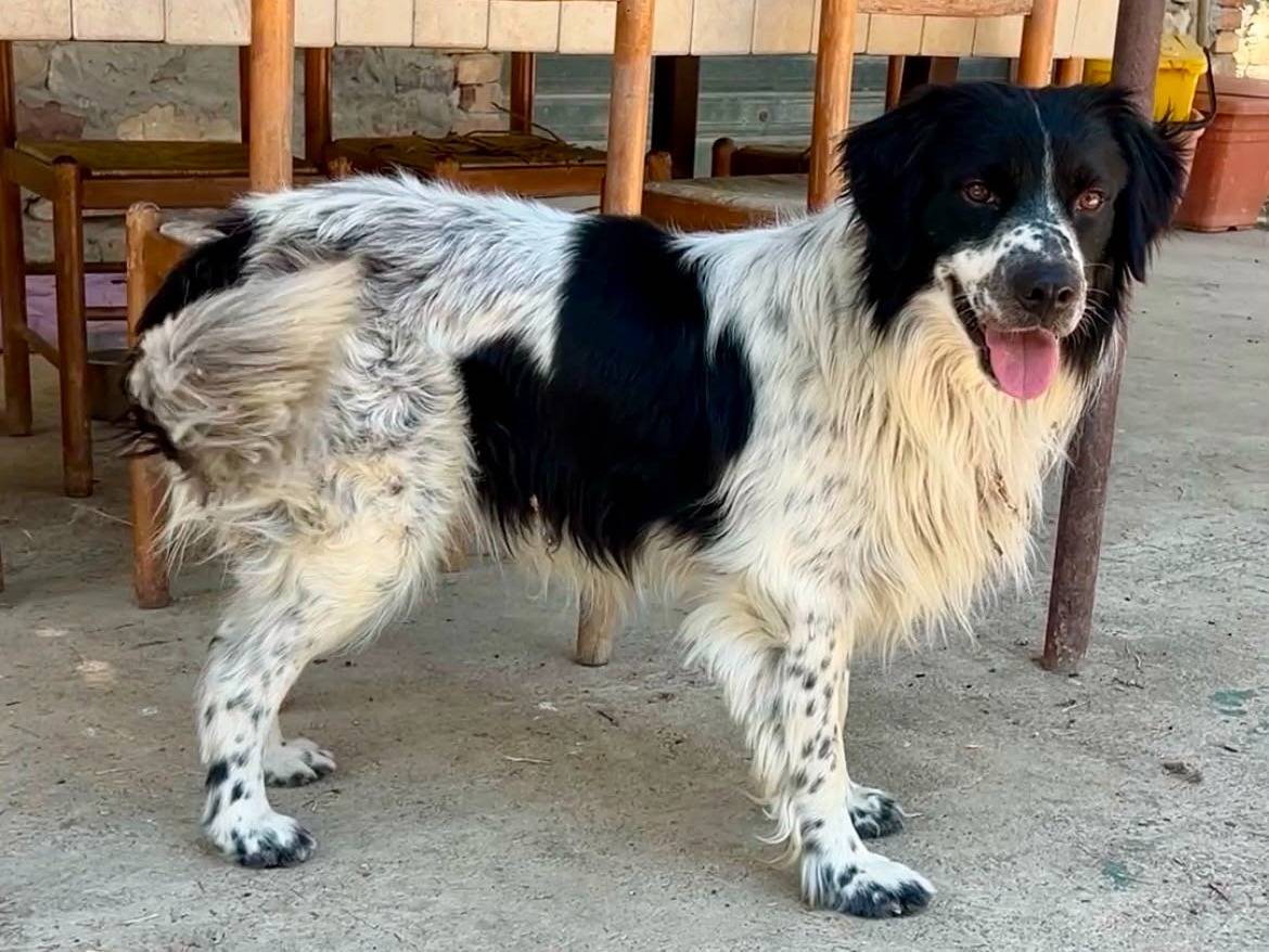 Adozione cane, maschio, Razza sconosciuta Razza sconosciuta, 1 anno, taglia media, Chieti