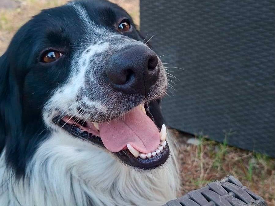Adotta il cane SCOTT a Chieti