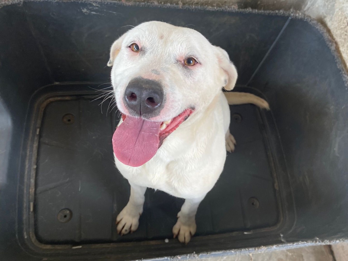 Adozione cane, femmina, Dogo Argentino Razza sconosciuta, 5 anni e 5 mesi, taglia grande, Caserta