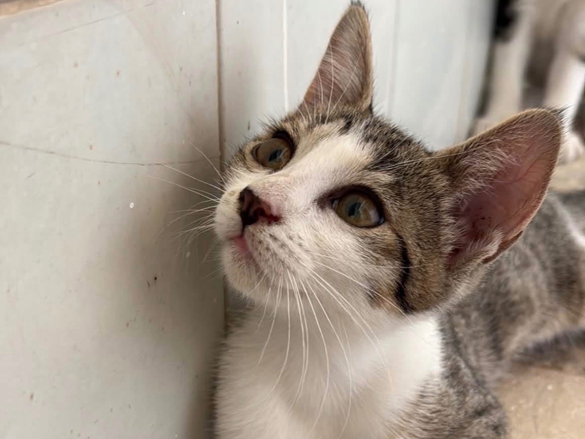 Adotta un gatto, femmina, 3 mesi, Napoli