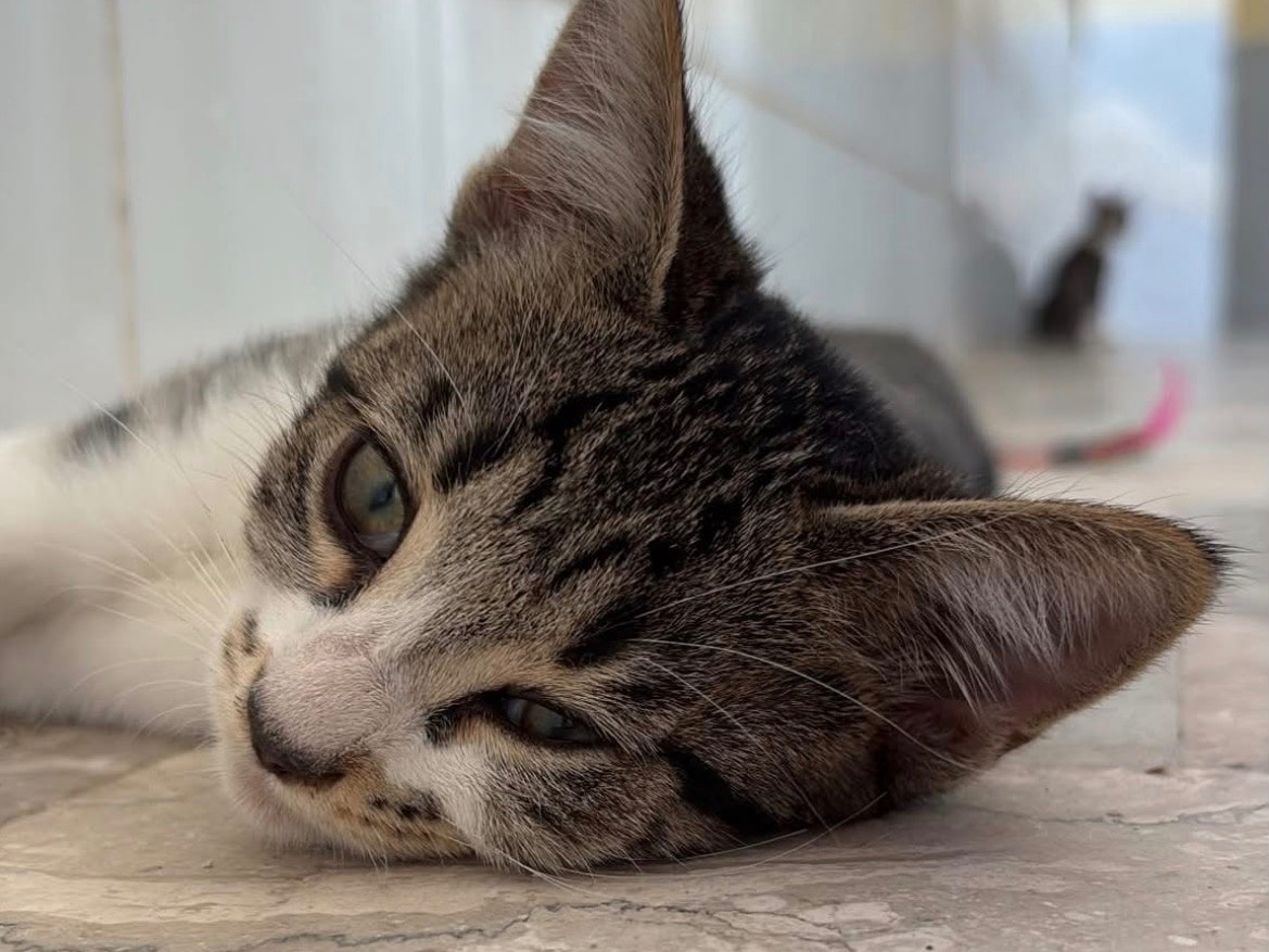 Adotta un gatto, taglia non valida, femmina, Napoli
