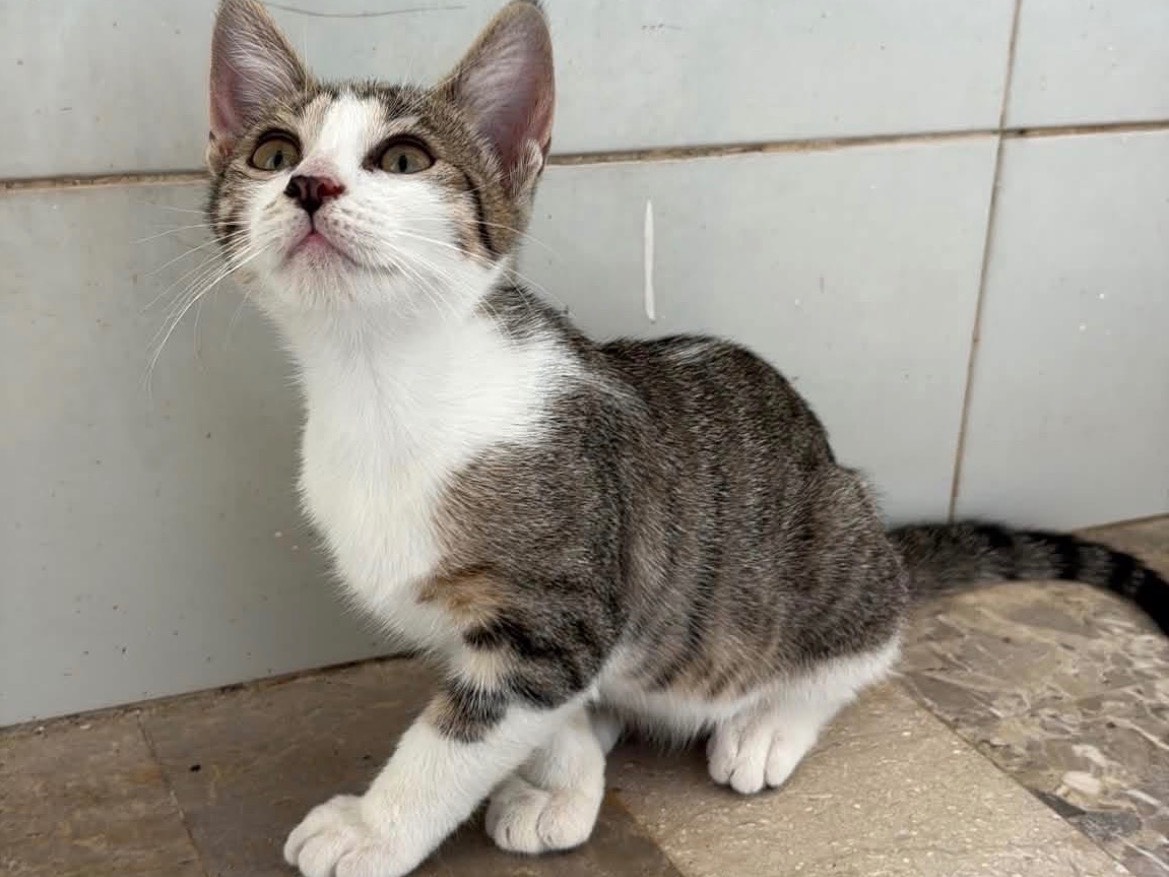 Vuoi adottare un gatto a Napoli?