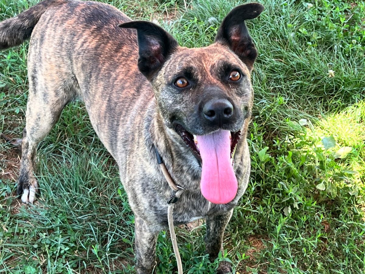 Adozione cane, maschio, Razza sconosciuta Razza sconosciuta, 3 anni e 6 mesi, taglia media contenuta, Frosinone
