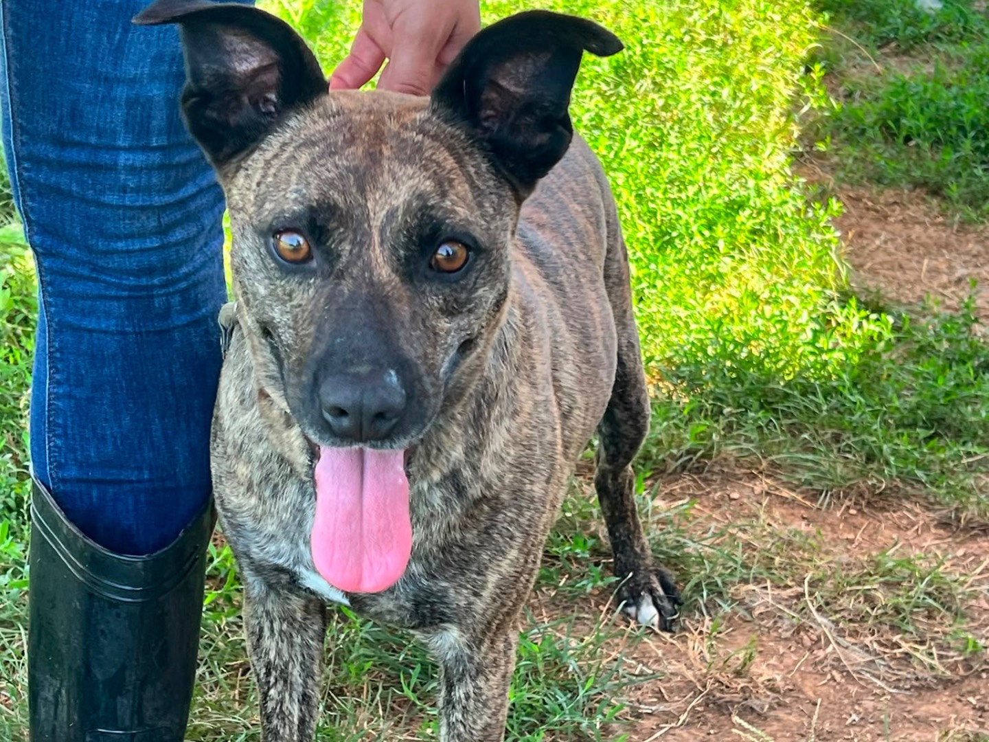 Adotta un cane, maschio, 3 anni e 6 mesi, Frosinone