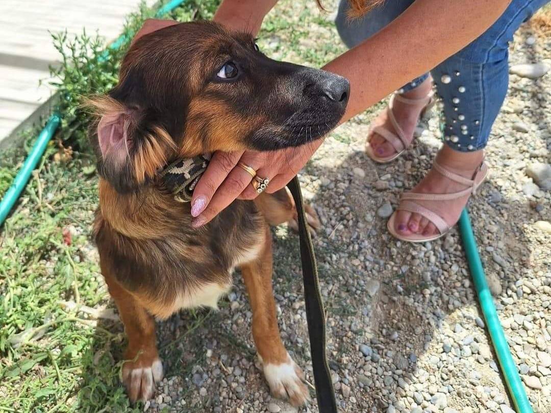 Adozione cane, maschio, Razza sconosciuta Razza sconosciuta, 2 anni e 5 mesi, taglia media contenuta, Cosenza