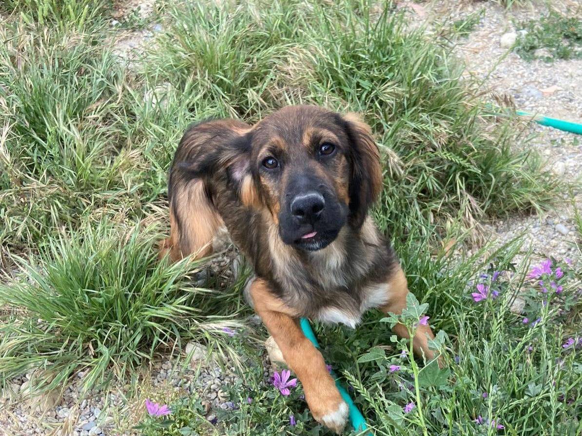 Adotta un cane, maschio, 2 anni e 5 mesi, Cosenza