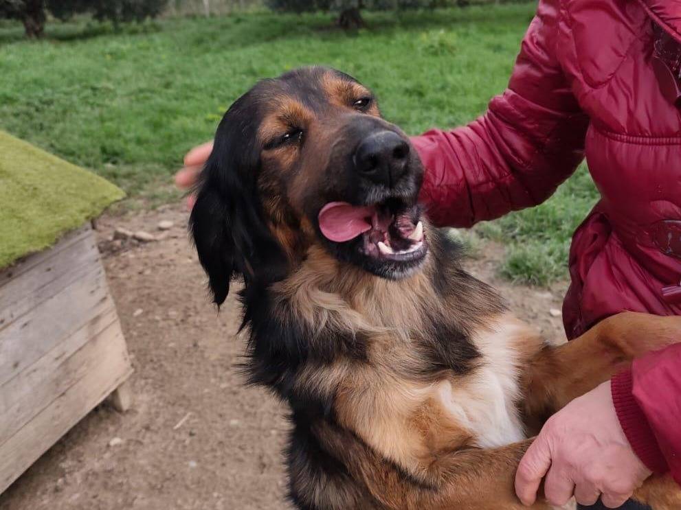 Adotta un cane, taglia media contenuta, maschio, Cosenza