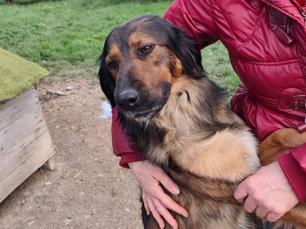 Vuoi adottare un cane a Cosenza?