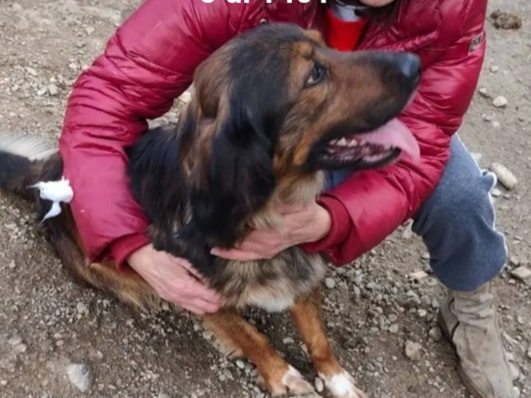 Adotta il cane Arvin mix Setter a Cosenza