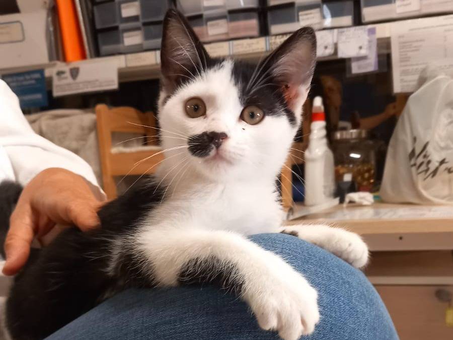 Adozione gatto, maschio, Razza sconosciuta Razza sconosciuta, 2 mesi, taglia non valida, Ravenna