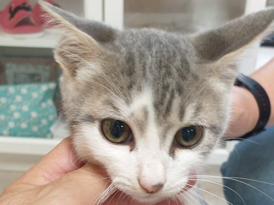 Adozione gatto, maschio, Razza sconosciuta Razza sconosciuta, 2 mesi, taglia non valida, Ravenna