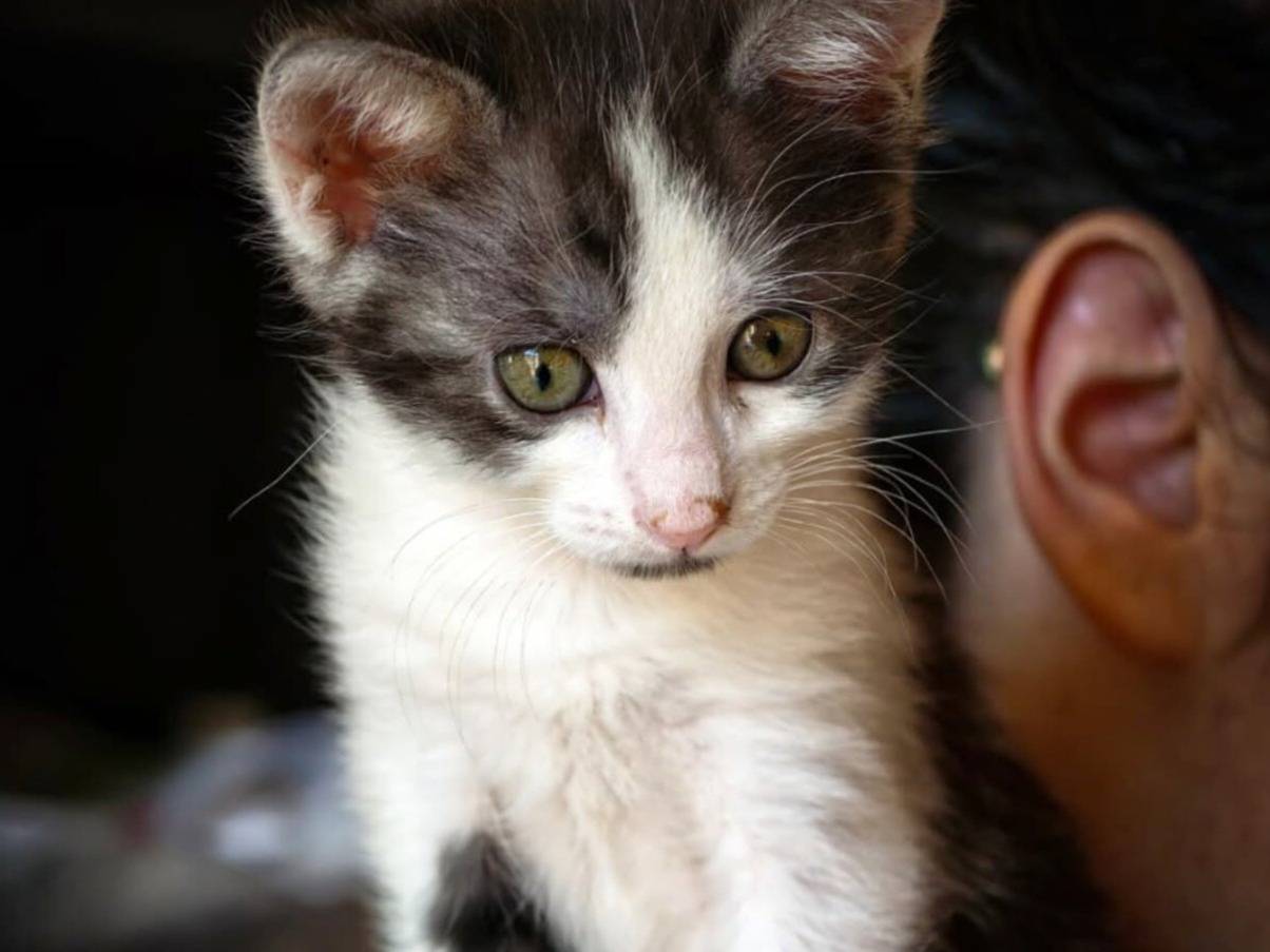 Adozione gatto, femmina, Razza sconosciuta Razza sconosciuta, 2 mesi, taglia non valida, Torino
