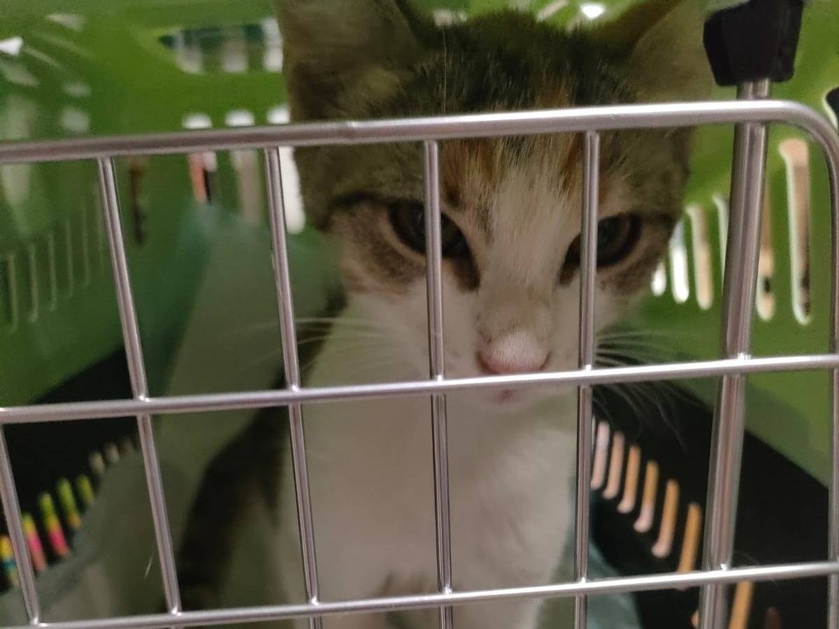 Adozione gatto, femmina, Razza sconosciuta Razza sconosciuta, 2 mesi, taglia non valida, Ravenna