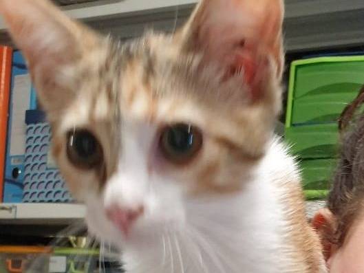 Adozione gatto, femmina, Razza sconosciuta Razza sconosciuta, 2 mesi, taglia non valida, Ravenna