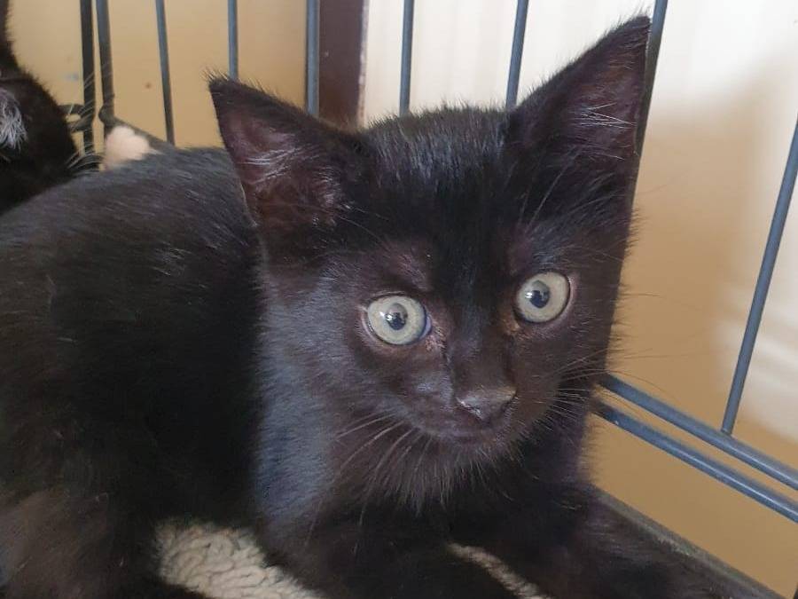 Adozione gatto, maschio, Razza sconosciuta Razza sconosciuta, 2 mesi, taglia non valida, Ravenna