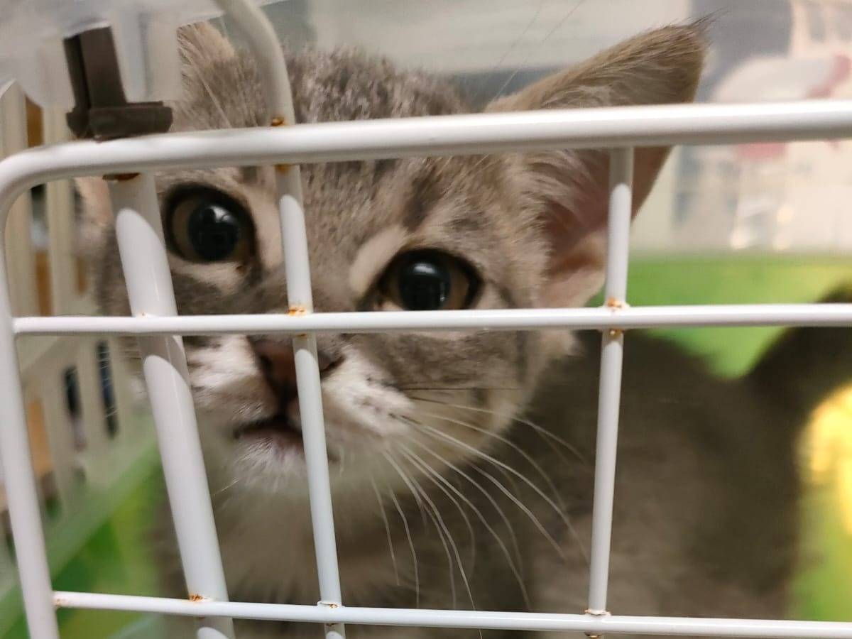 Adozione gatto, femmina, Razza sconosciuta Razza sconosciuta, 2 mesi, taglia non valida, Ravenna