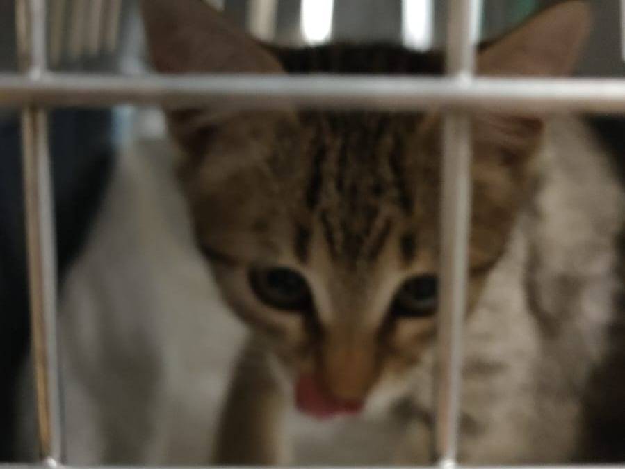 Adozione gatto, femmina, Razza sconosciuta Razza sconosciuta, 2 mesi, taglia non valida, Ravenna