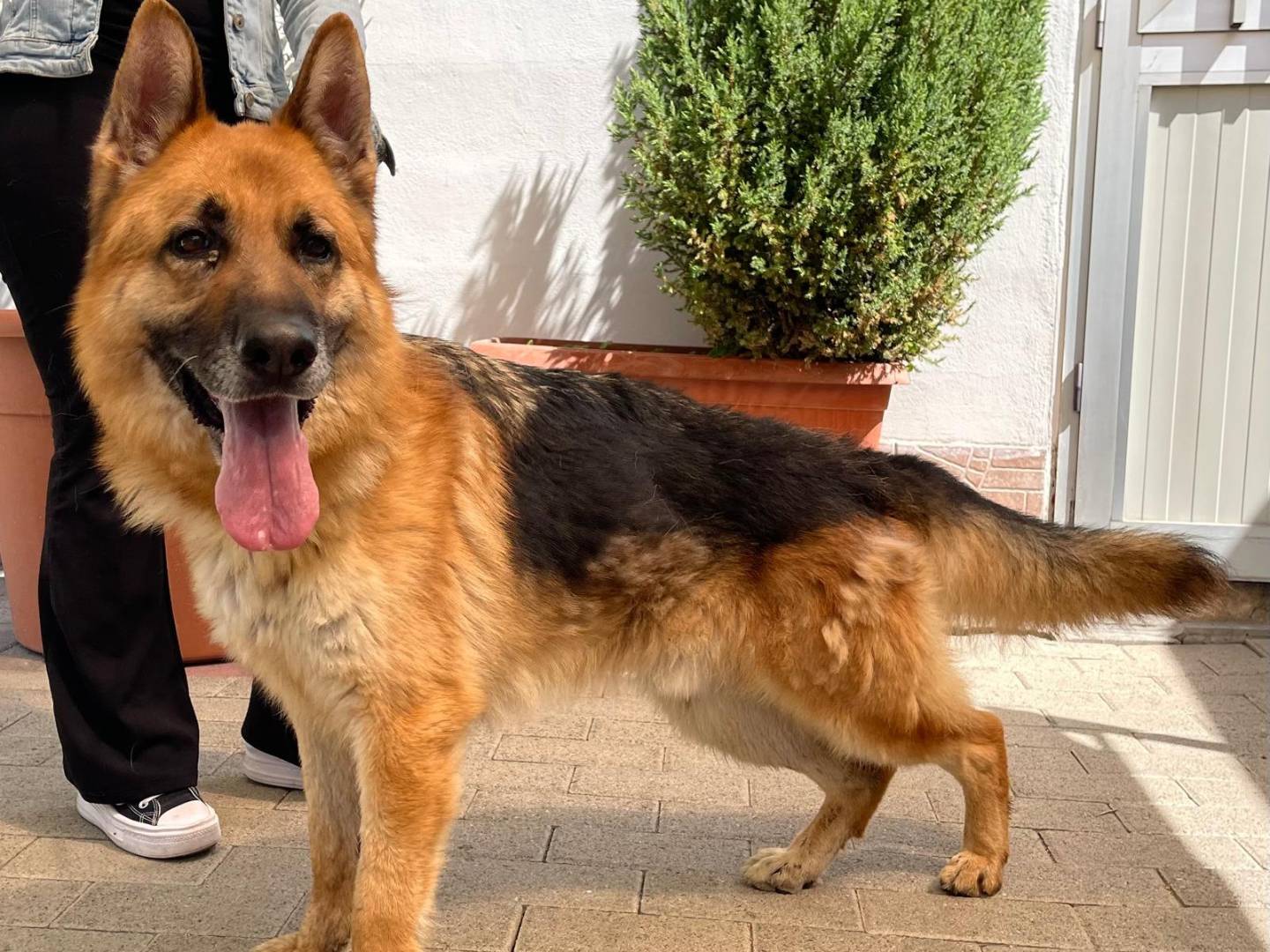 Adozione cane, maschio, Razza sconosciuta Razza sconosciuta, 7 anni e 3 mesi, taglia grande, Milano