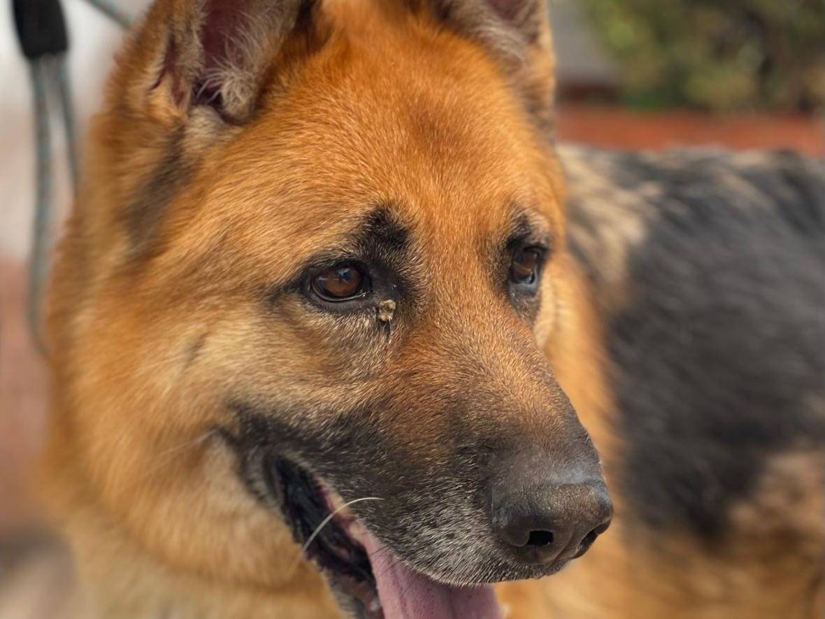Adotta un cane, maschio, 7 anni e 3 mesi, Milano