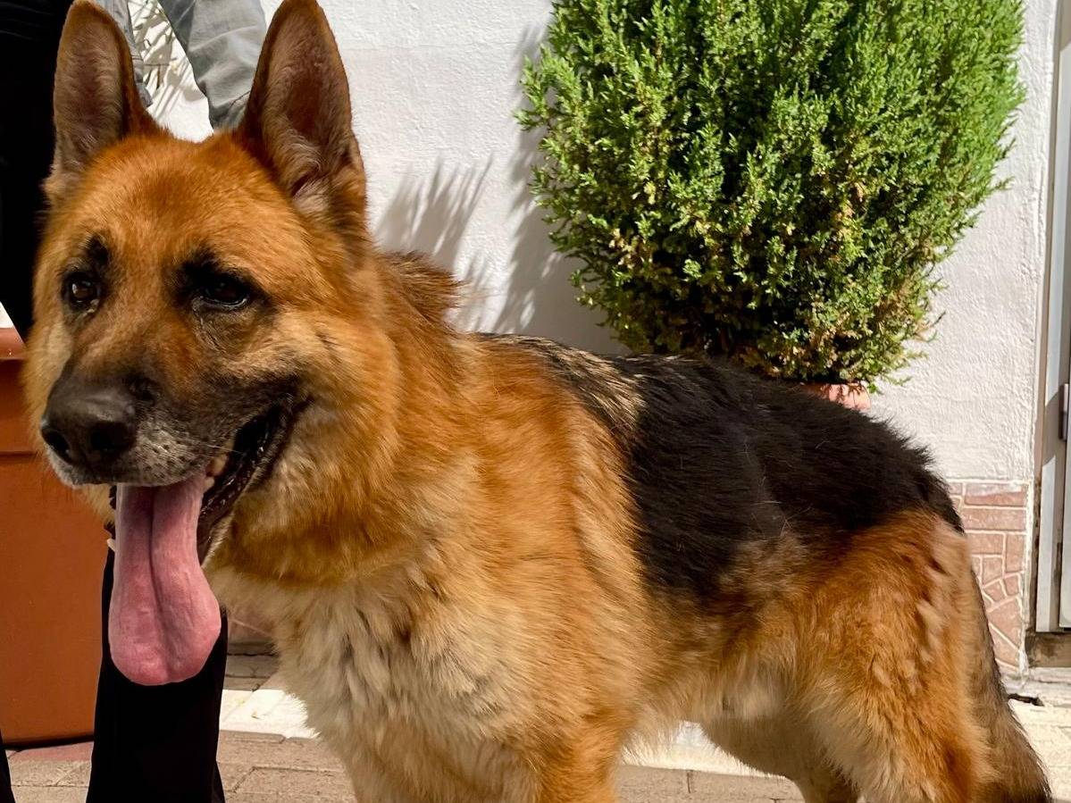 Adotta un cane, taglia grande, maschio, Milano