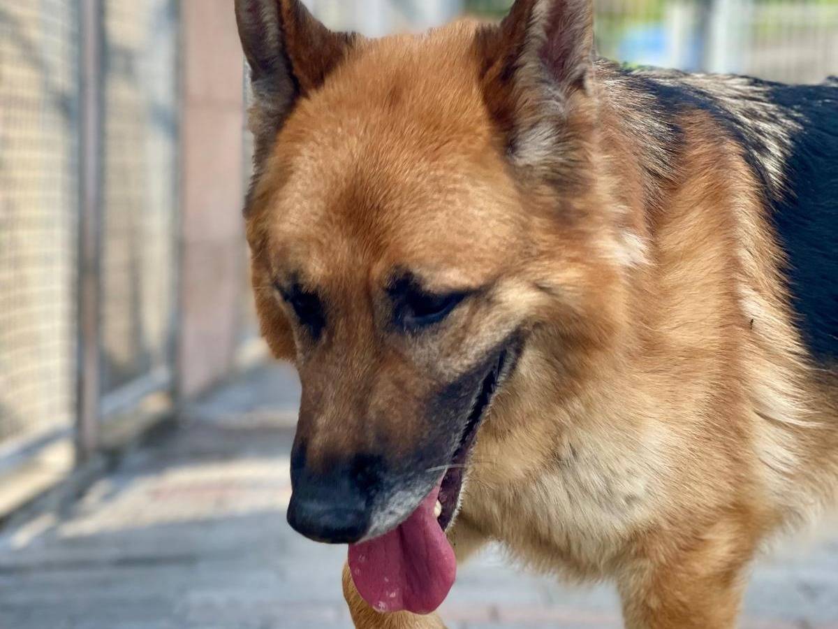 Vuoi adottare un cane a Milano?