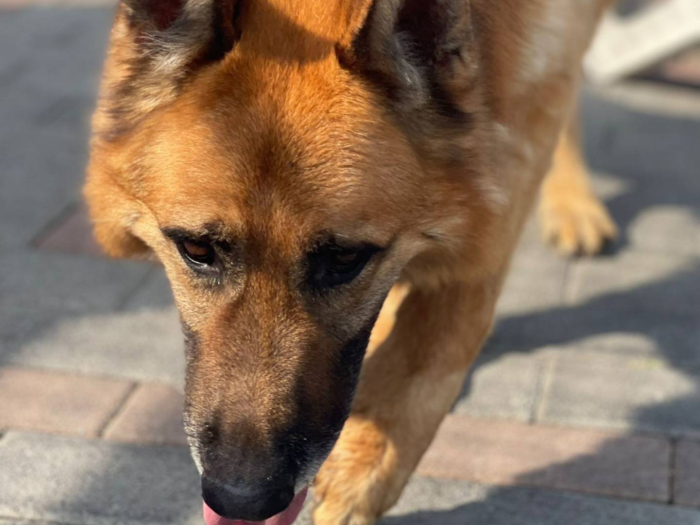 Adotta il cane RAMOS a Milano