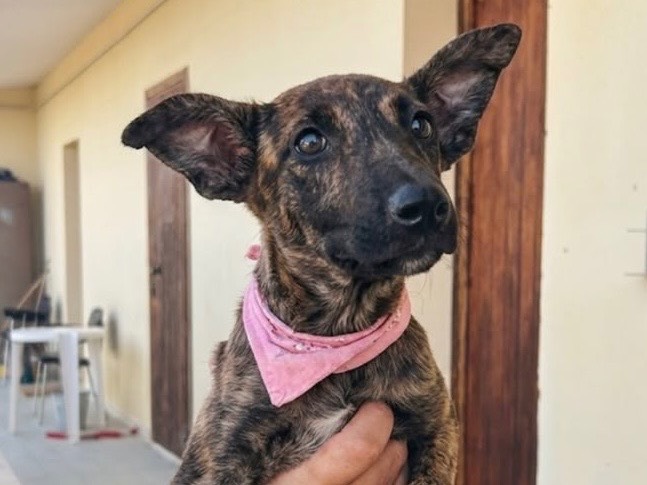 Adozione cane, femmina, Razza sconosciuta Razza sconosciuta, 5 mesi, taglia media contenuta, Sud