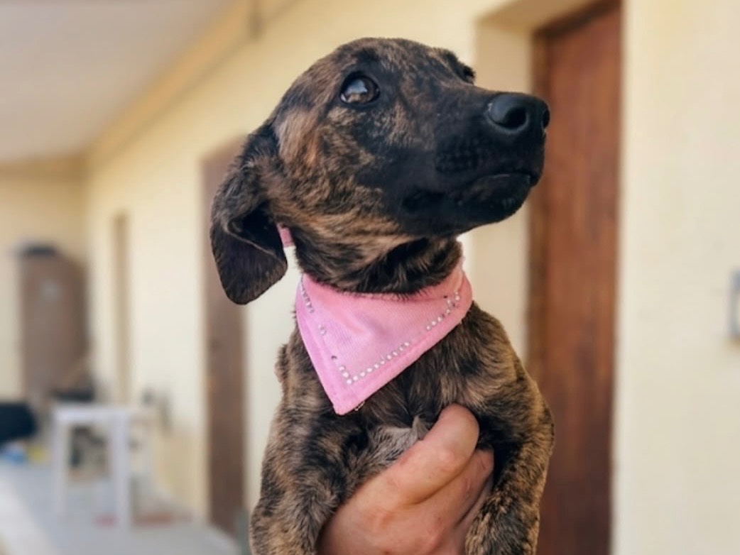Adotta un cane, femmina, 5 mesi, Sud