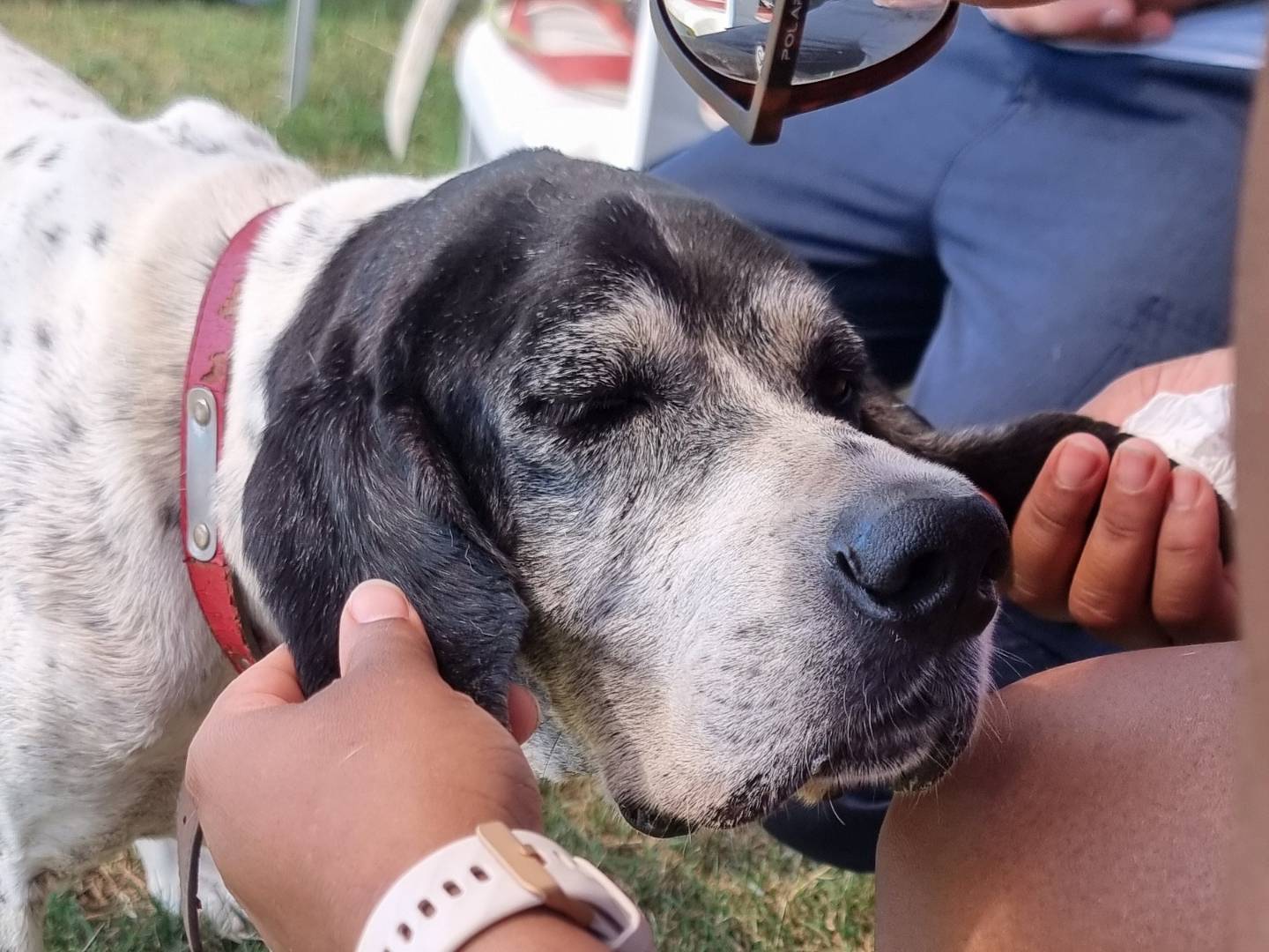 Adozione cane, femmina, Razza sconosciuta Razza sconosciuta, 9 anni e 3 mesi, taglia media, Pavia